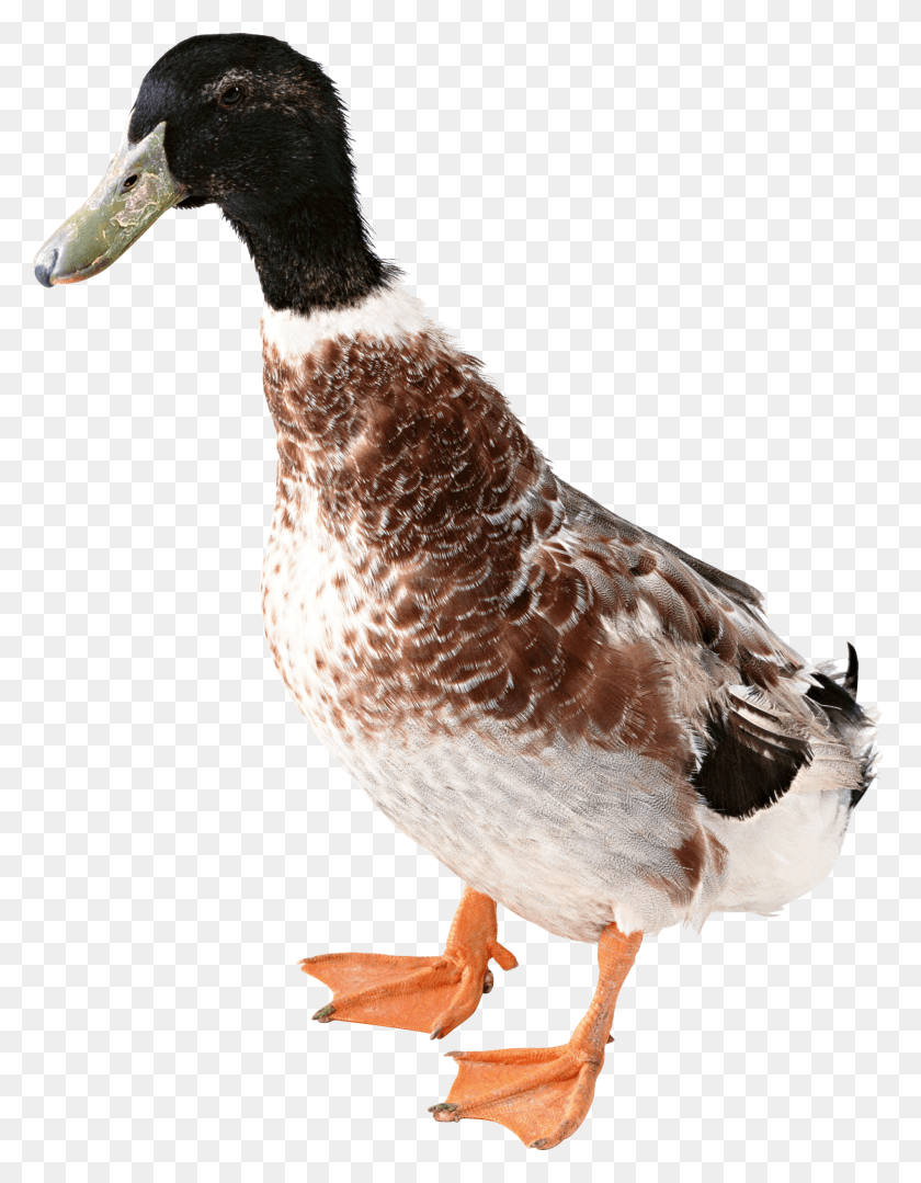 1898x2480 Duck, Bird, Animal, Chicken HD PNG Download