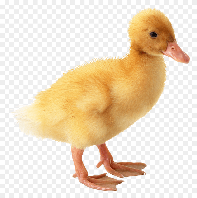 1663x1667 Duck, Bird, Animal, Chicken HD PNG Download