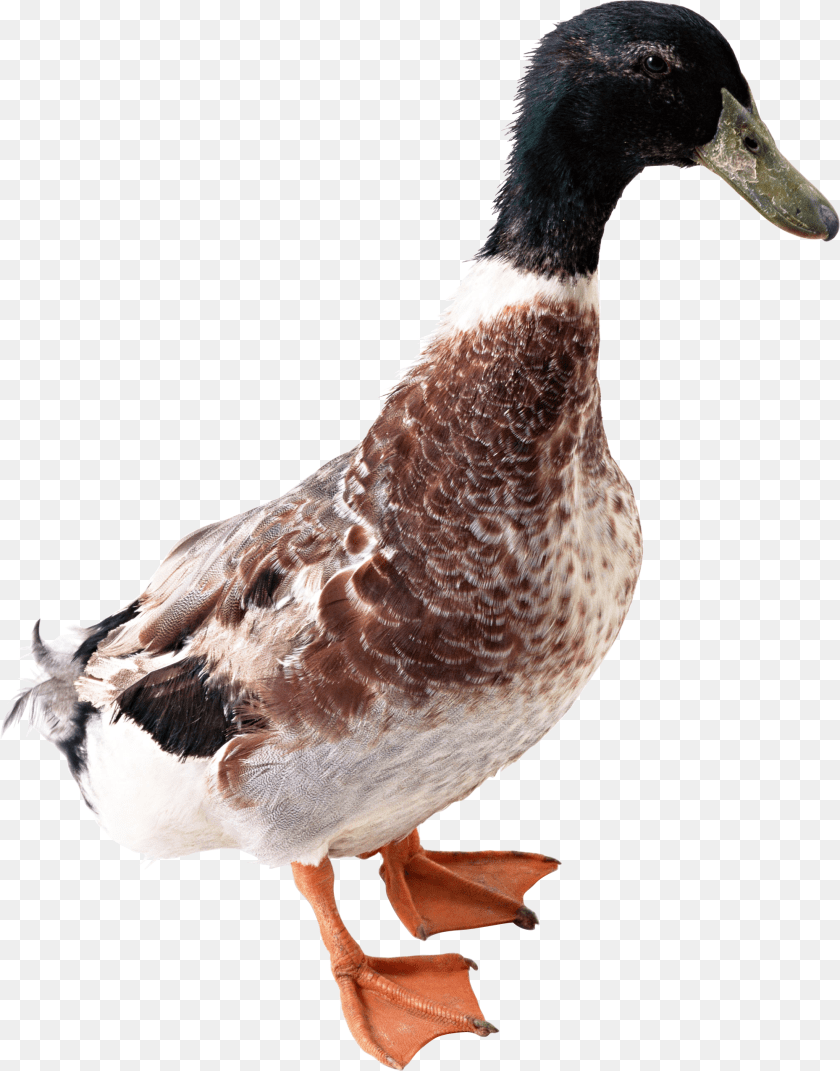 2000x2550 Duck, Animal, Anseriformes, Bird, Waterfowl Transparent PNG
