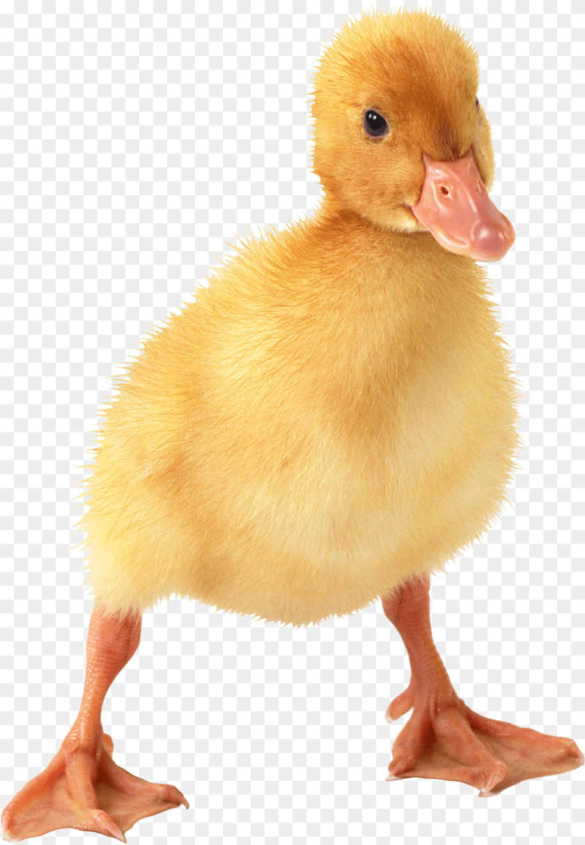 1680x2424 Duck, Animal, Bird, Beak, Mammal Transparent PNG