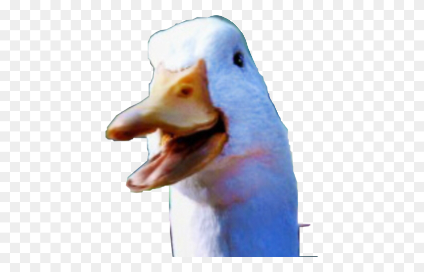 423x478 Duck Aflac Majormedical Freetoedit Duck, Beak, Bird, Animal HD PNG Download