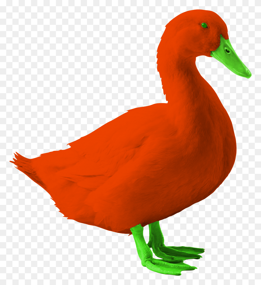 1780x1959 Duck And Duckling, Bird, Animal, Beak HD PNG Download