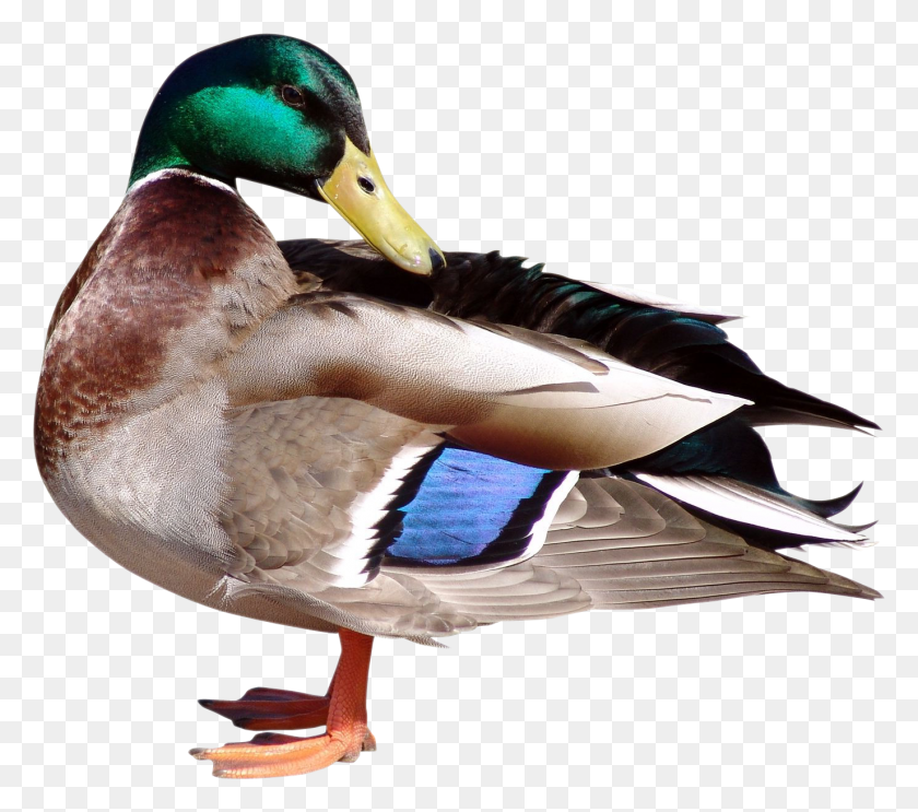1376x1205 Duck Bunch Of Birds Clipart, Waterfowl, Bird, Animal HD PNG Download
