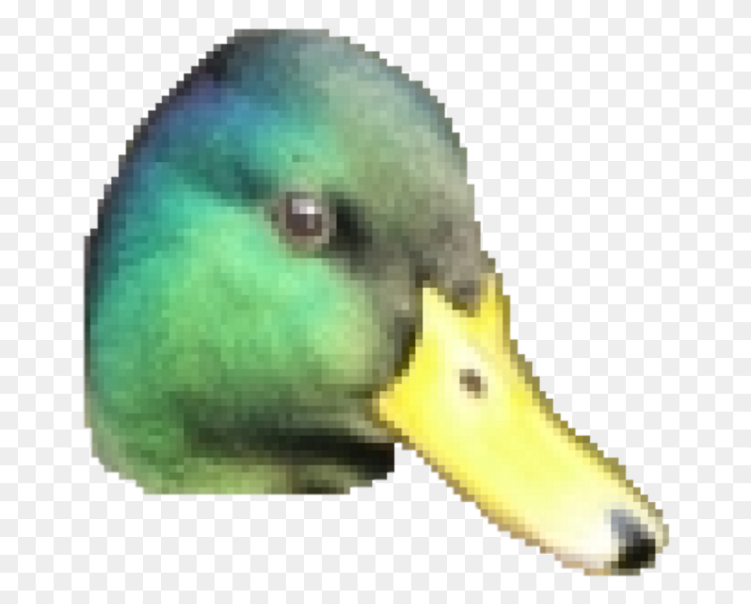 658x615 Duck Face, Bird, Animal, Beak HD PNG Download