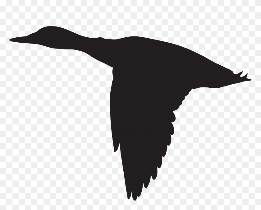 7822x6176 Duck Flying Silhouette Clip Art Image, Sea Life, Animal HD PNG Download