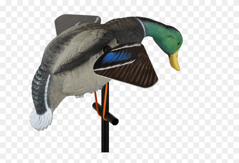 1251x824 Duck Hunting Pluspng Mallard, Waterfowl, Bird, Animal HD PNG Download