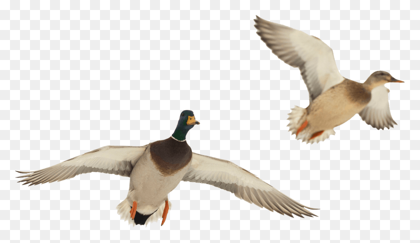 1600x875 Duck Hunting Wallpaper Ducks In Flight, Bird, Animal, Mallard Descargar Hd Png