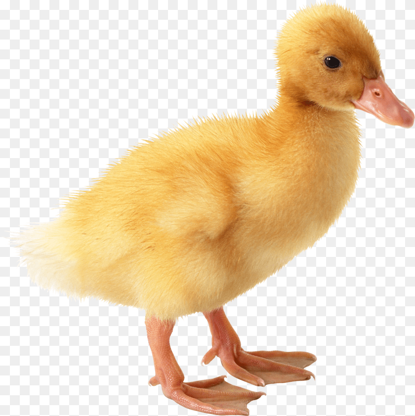 1663x1667 Duck Image Baby Duck Background, Animal, Bird, Chicken, Fowl Transparent PNG