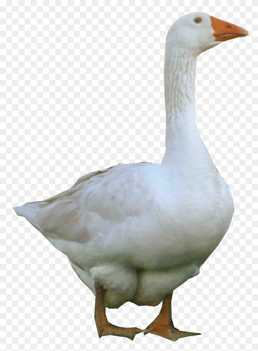 1357x1886 Duck Image Goose, Bird, Animal, Swan HD PNG Download