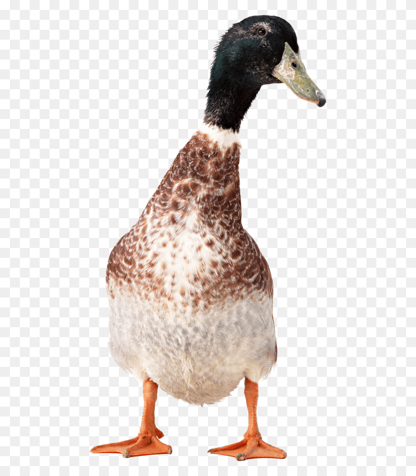 480x900 Duck Images Background Kuttanadan Duck, Bird, Animal, Beak HD PNG Download