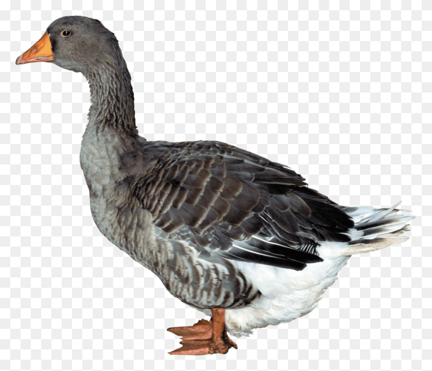 850x722 Duck Images Background Utka, Bird, Animal, Goose HD PNG Download