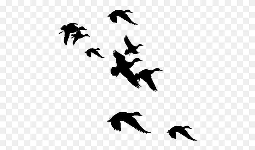 460x434 Duck Landing Silhouette Flying Duck Clipart Black And White, Gray, World Of Warcraft HD PNG Download