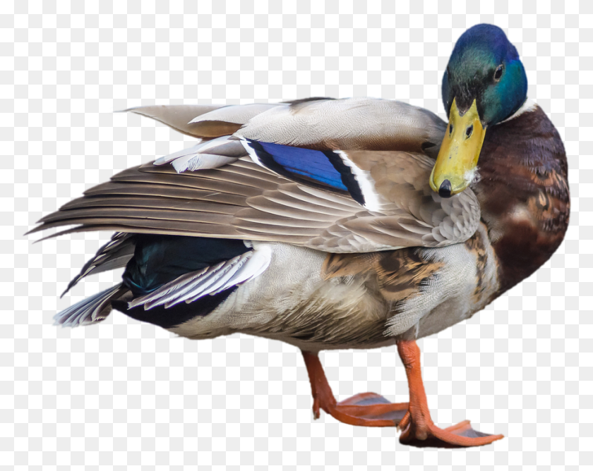 905x706 Duck Mallard Drake Transparent Image Duck, Bird, Animal, Waterfowl HD PNG Download
