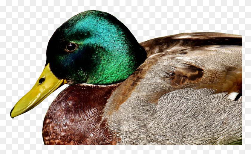 913x532 Duck Mallard Meadow Rest Drake Water Bird, Waterfowl, Animal, Teal HD PNG Download
