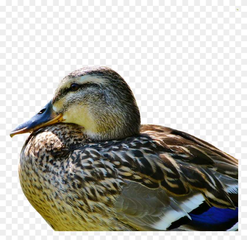 879x851 Duck Mallard Water Bird 3gp Lake Bird Duck Videos, Animal, Waterfowl, Teal HD PNG Download