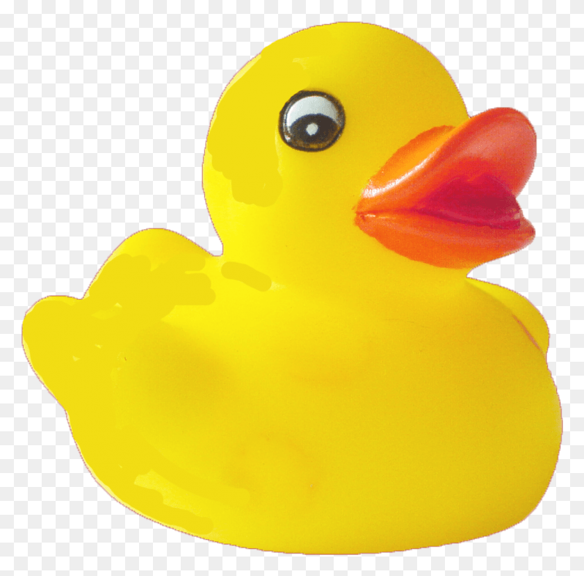 951x937 Duck Pic Rubber Duck, Bird, Animal, Toy HD PNG Download