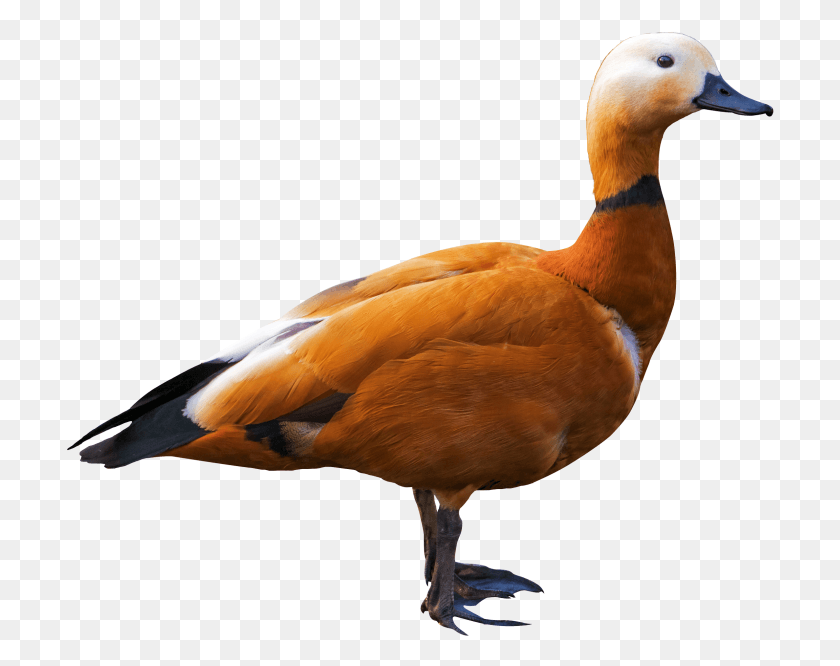 708x606 Duck Ruddy Shelduck, Bird, Animal, Waterfowl HD PNG Download