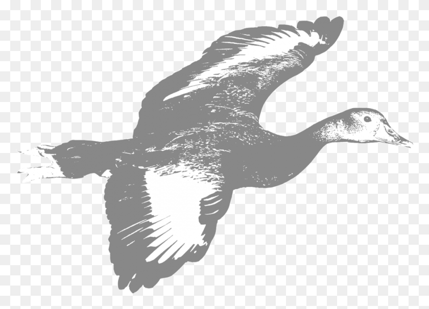 947x663 Duck Seaduck, Bird, Animal, Waterfowl HD PNG Download