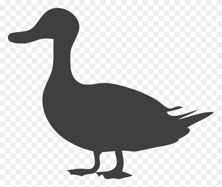 1280x1062 Duck Silhouette, Animal, Bird, Goose HD PNG Download