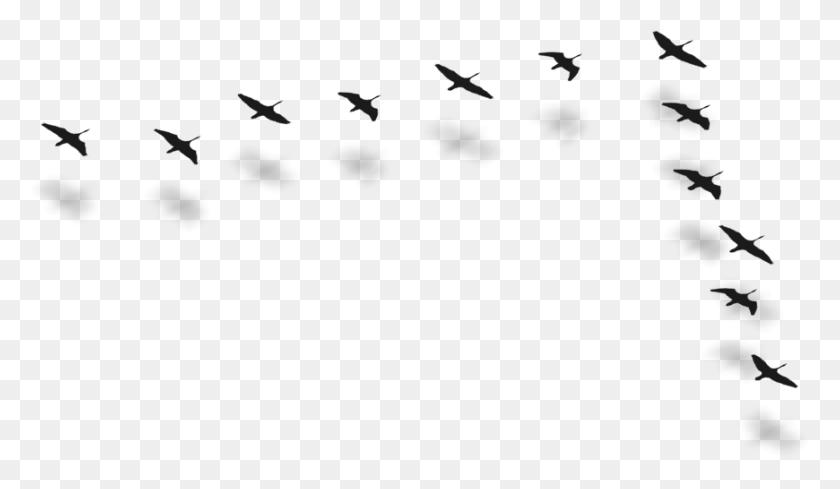 870x479 Ducks Bird Migration, Symbol, Animal, Arrow HD PNG Download