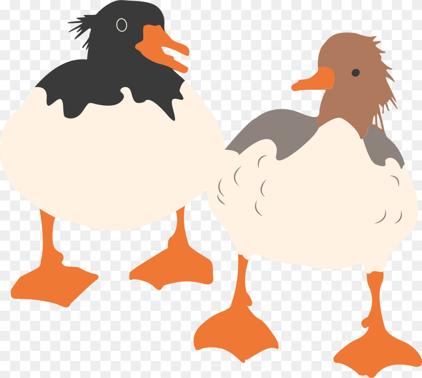 Ducks Clipart, Animal, Bird, Beak, Duck PNG