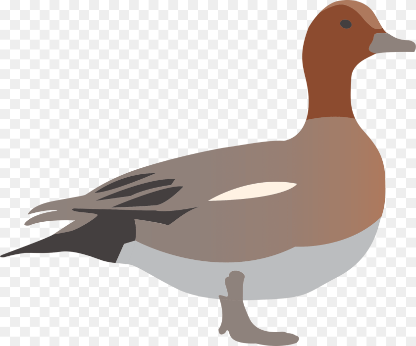 1920x1598 Ducks Animal, Anseriformes, Bird, Waterfowl Clipart PNG