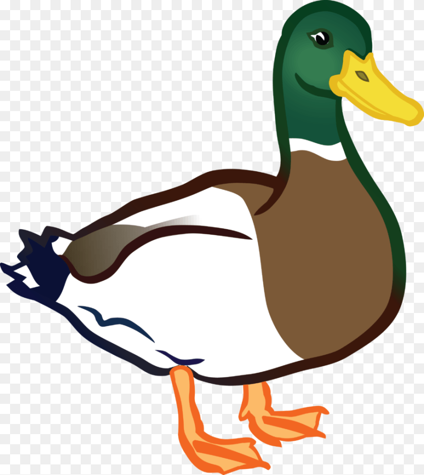 914x1024 Ducks Clipart, Animal, Anseriformes, Bird, Waterfowl Sticker PNG