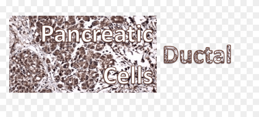 1000x410 Ductal Cells Header Graphic Design, Rug, Text, Alphabet HD PNG Download
