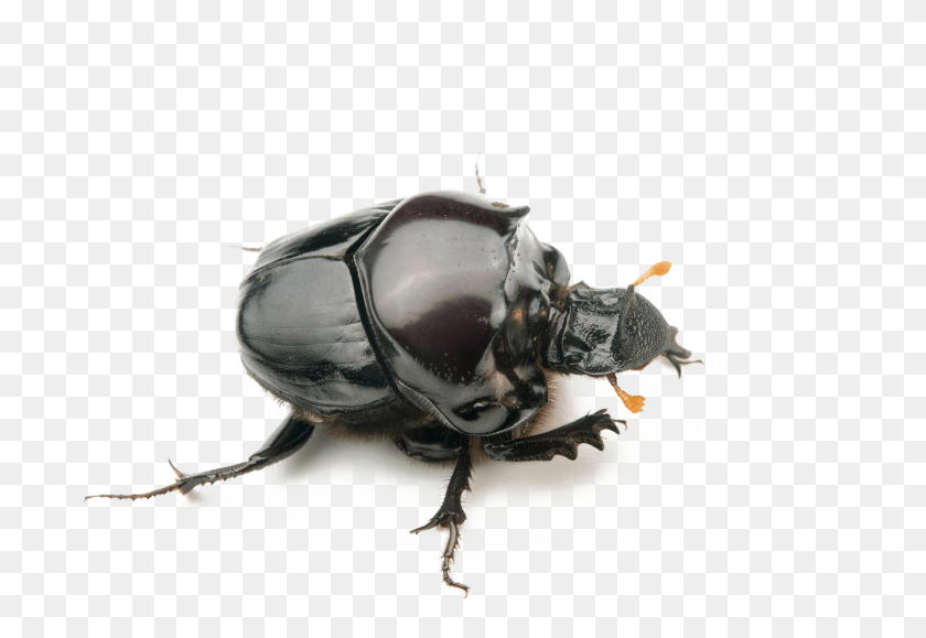 3000x1997 Dung Beetle Transparent Background Beetle Transparent Background, Insect, Invertebrate, Animal HD PNG Download