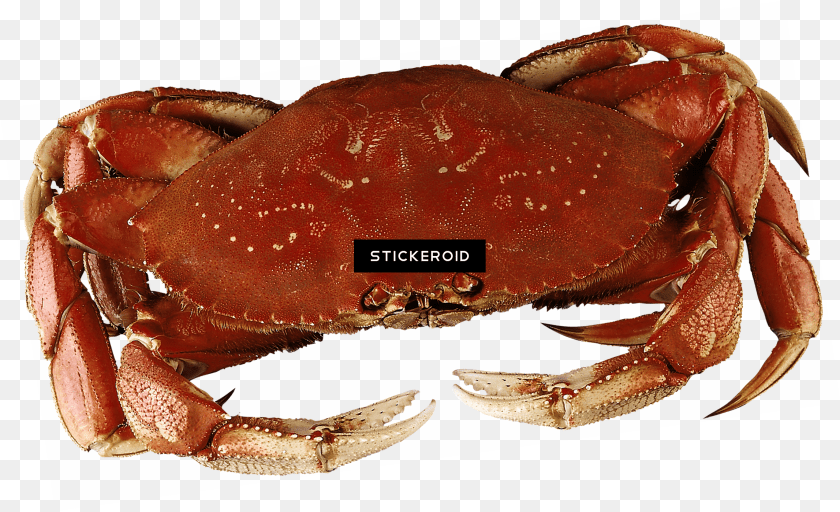 2295x1398 Dungeness Crab Download Dungeness Crab, Animal, Food, Invertebrate, Sea Life Sticker PNG
