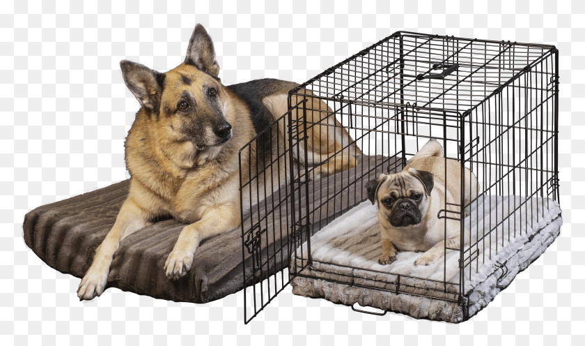 4241x2371 Duracloud By Curicyn Orthopedic Pet Bed Old German Shepherd Dog HD PNG Download