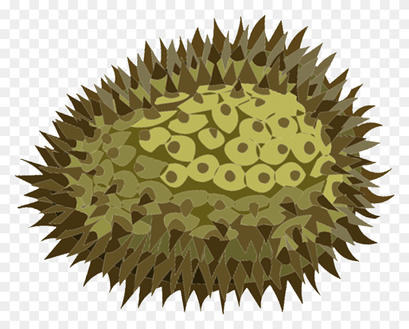 877x694 Durian Clipart, Fruit, Produce, Plant HD PNG Download