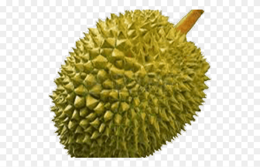 529x481 Durian Clipart Transparent Transparent Durian, Fruit, Produce, Plant HD PNG Download
