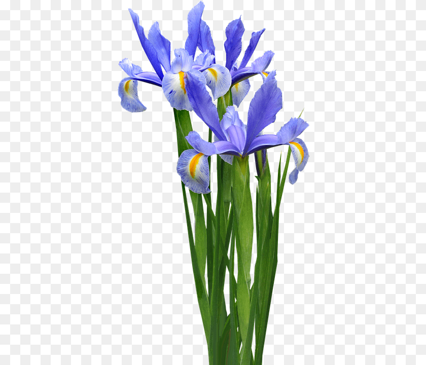 Dutch Iris Flower, Plant, Petal Transparent PNG