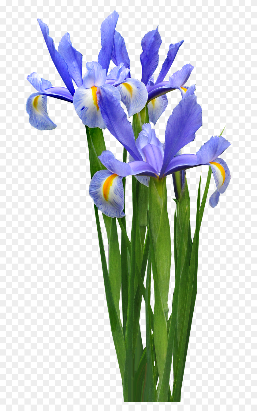 679x1281 Dutch Iris Plant Bulb Iris Versicolor, Flower, Blossom, Petal HD PNG Download