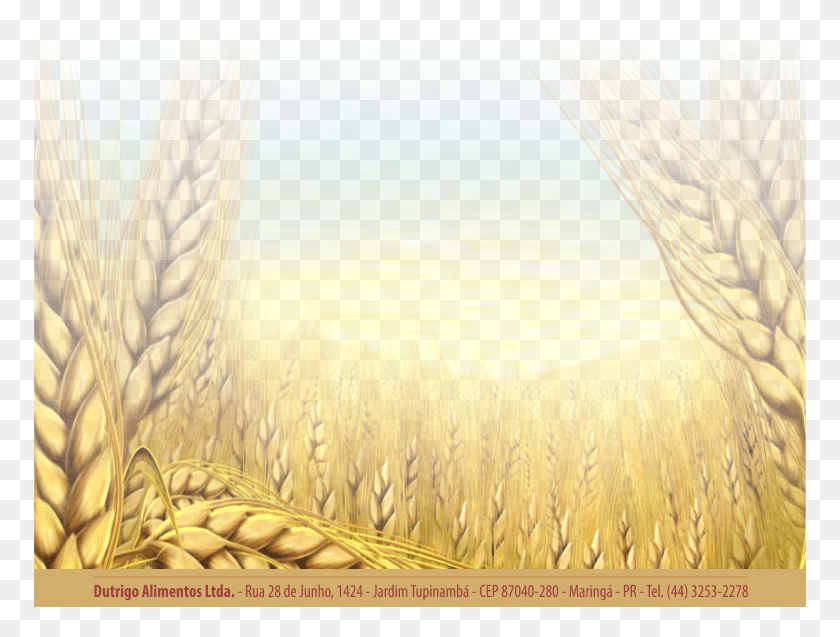 773x577 Dutrigo, Plant, Wheat, Vegetable HD PNG Download