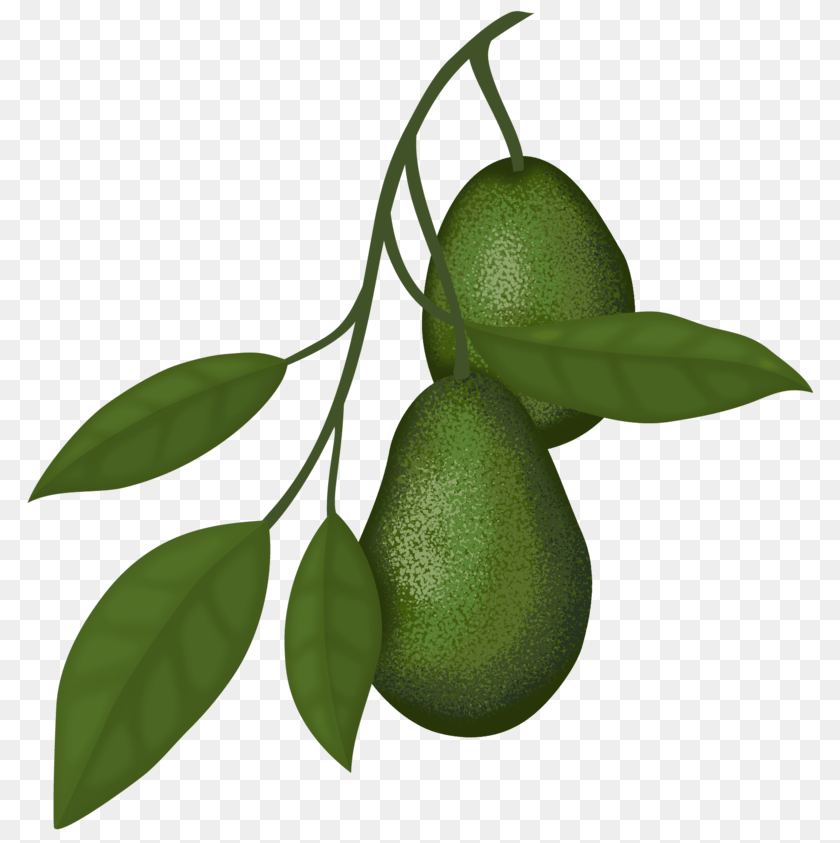 Dwarf Citrus Trees Meyer Lemon Kieffer Lime Oranges Order, Food, Fruit, Plant, Produce PNG