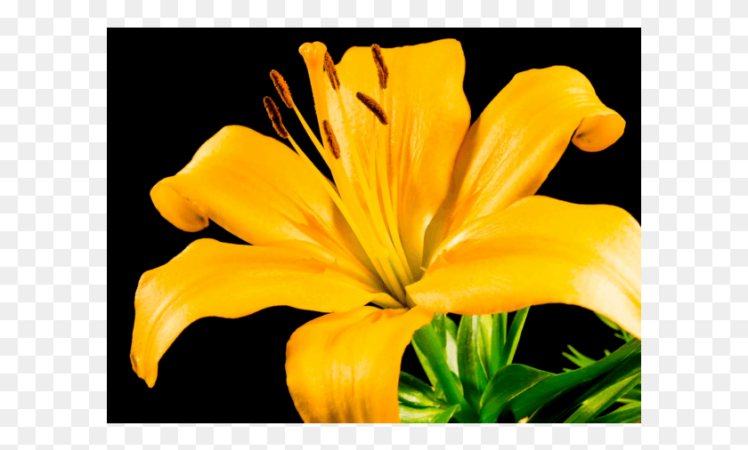 601x446 День Гнома Лилия, Растение, Цветок, Цветение Hd Png Скачать
