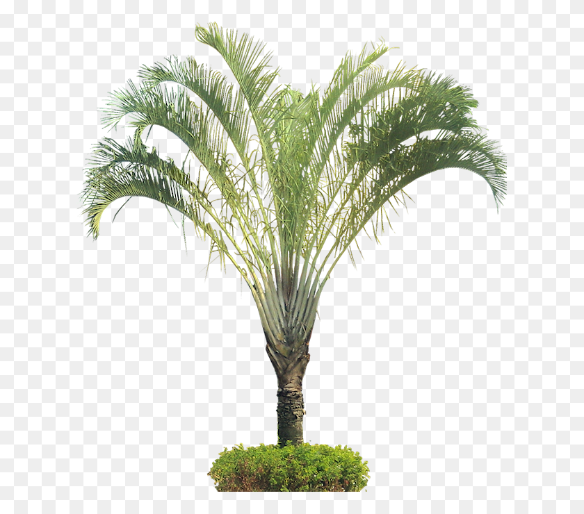 619x680 Dypsis Decaryi Psd, Tree, Plant, Palm Tree HD PNG Download