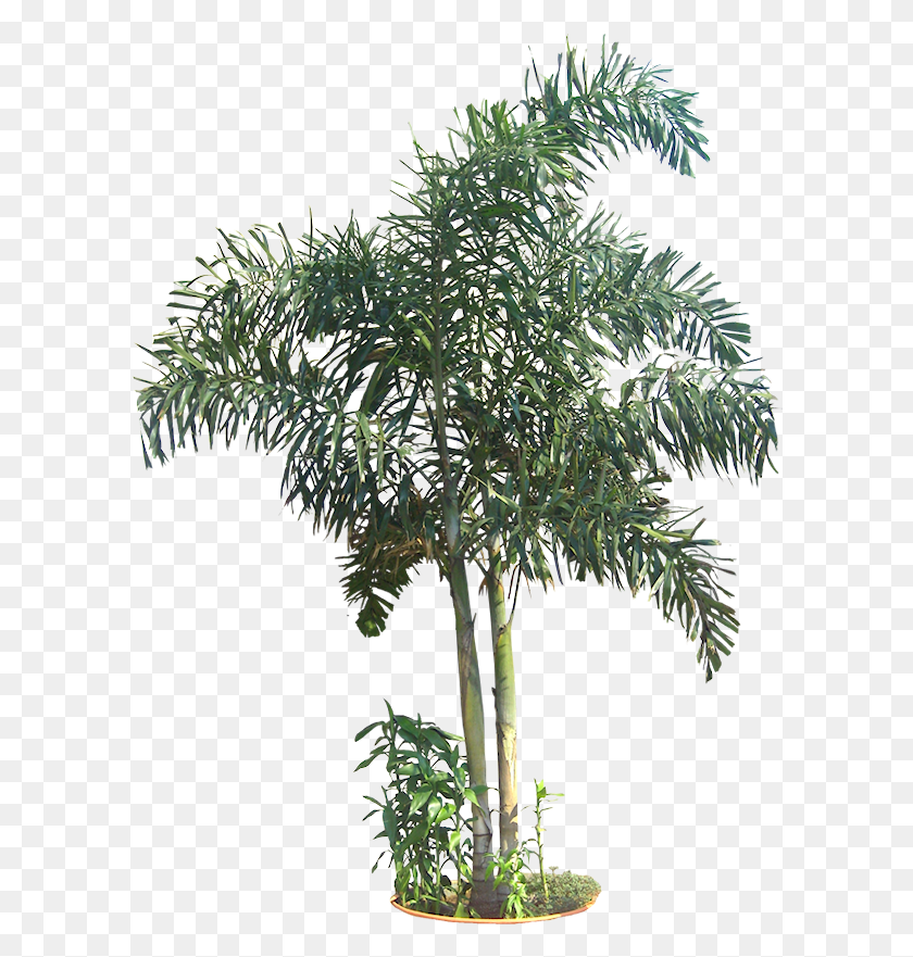 600x821 Dypsis Madagascariensis, Planta, Árbol, Hoja Hd Png