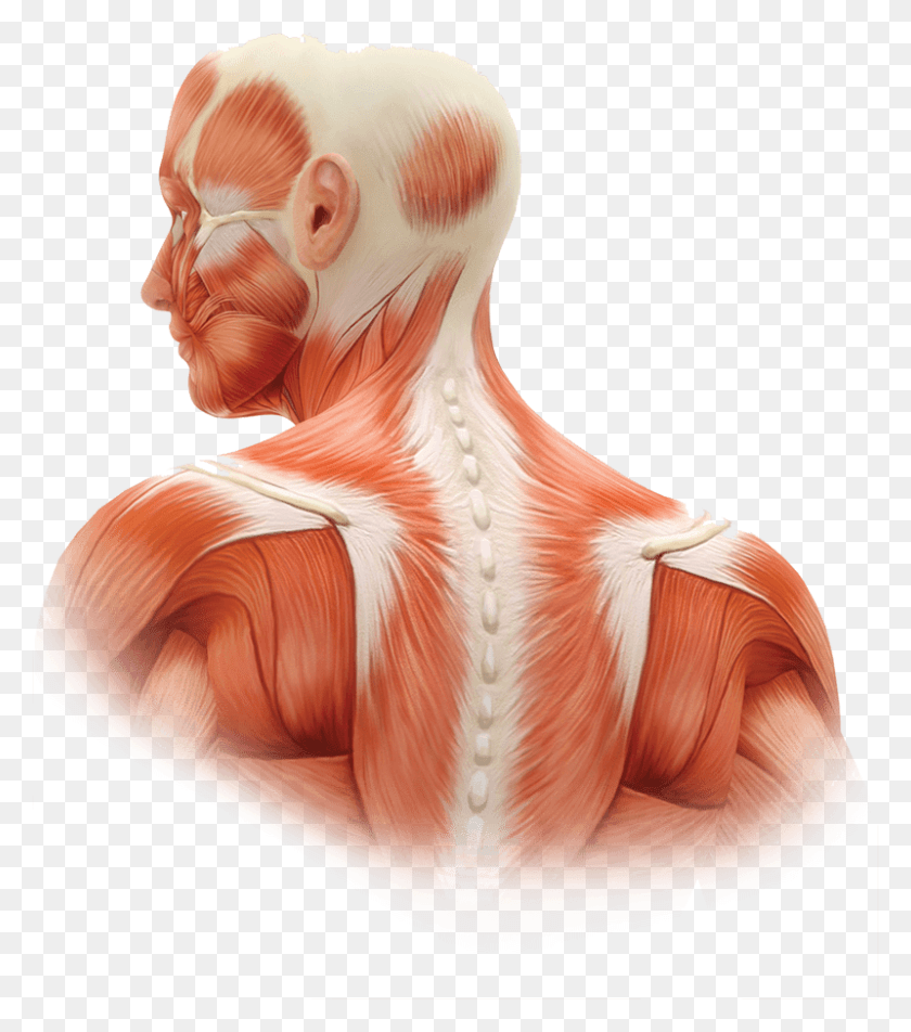 800x915 Dysport Dosing For Adults Transparent Background Human Body Core, Neck, Skin, Person HD PNG Download