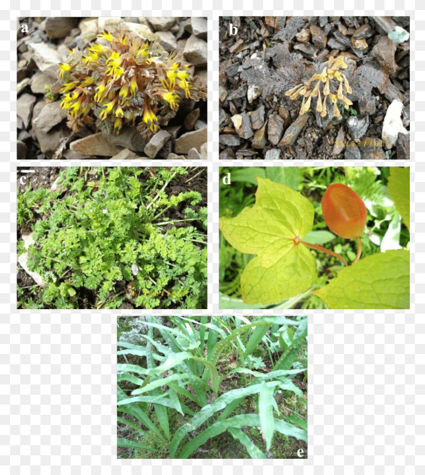 837x944 E Transparent Plant Medicinal Plants With Antioxidant Activity, Leaf, Vase, Jar HD PNG Download