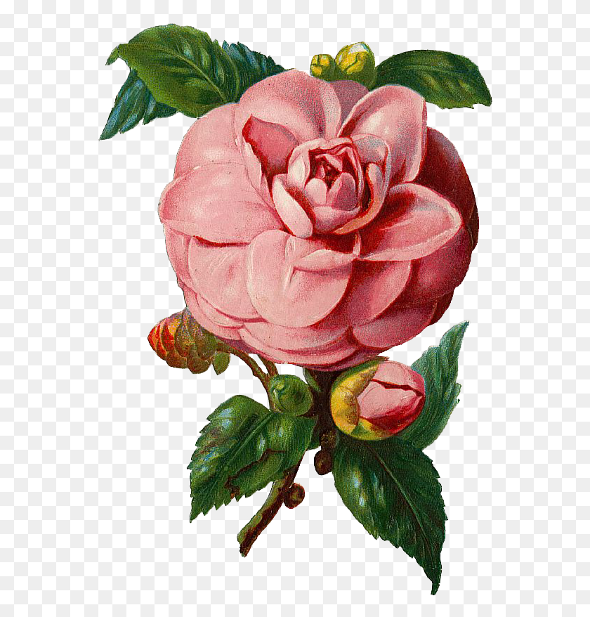 562x818 Ea Free Pink Rose Ex Vintage Rose Vector, Цветок, Растение, Цветение Hd Png Скачать