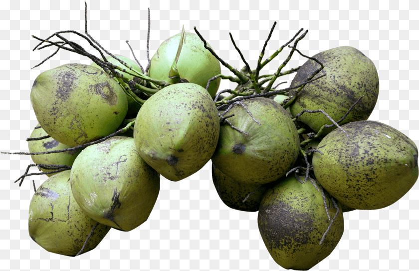 Each Coconut Will Have An Unique Code With This You Coconut, Food, Fruit, Plant, Produce Transparent PNG