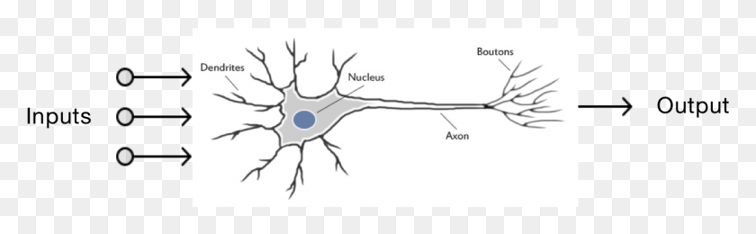 1252x322 Each Neuron In A Brain Has A Bunch Of Inputs And One Illustration, Animal, Mammal, Plot HD PNG Download