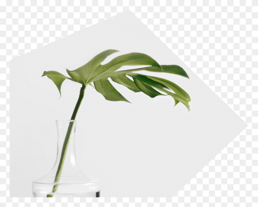 1632x1285 Каждый Уникальный В Плане И Перспективе Предлагает Несравненный Минимализм, Растение, Лист, Цветок Hd Png Скачать