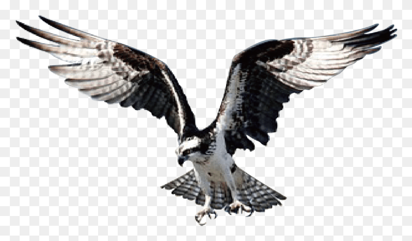 1073x593 Eagle Bird Hawk Wild Animal Prey 1643086 Bald Eagle, Buzzard, Vulture, Flying HD PNG Download