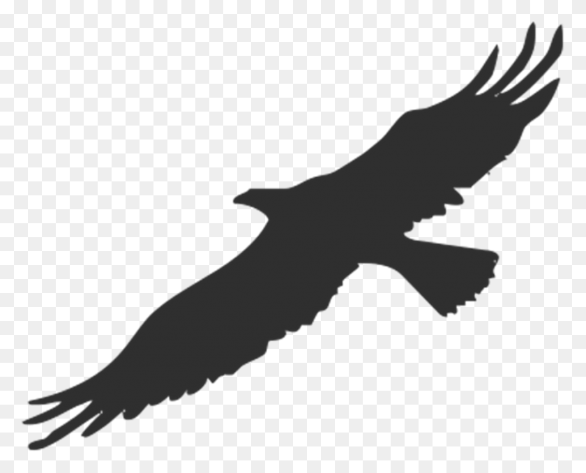 908x720 Eagle Bird Silhouette Vogel Transparent, Animal, Person HD PNG Download