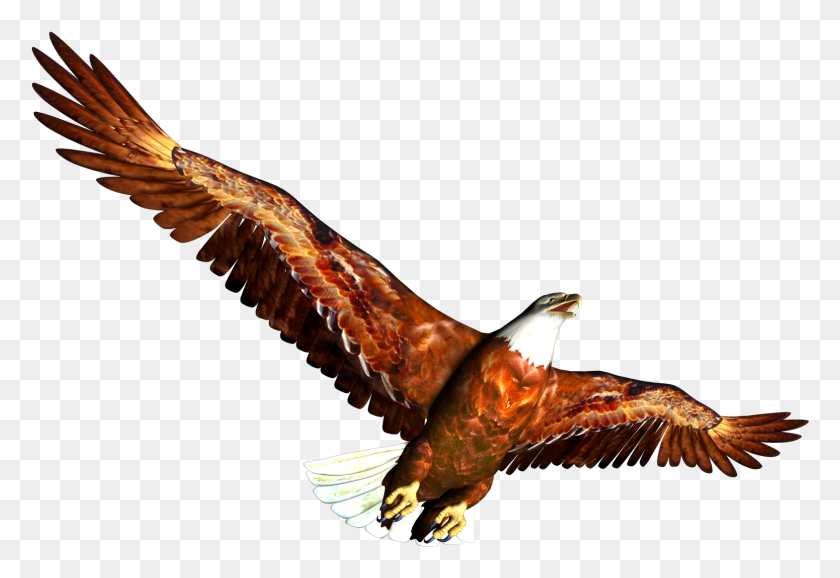 1550x1030 Eagle Clipart Animal, Bird, Vulture, Buzzard HD PNG Download