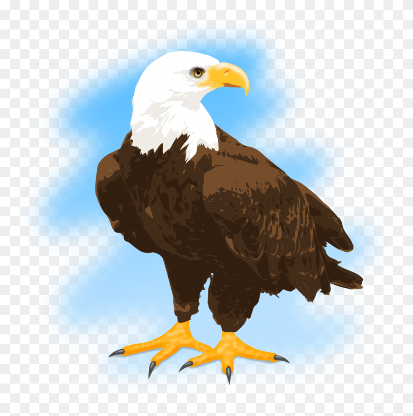 920x928 Eagle Clipart Feather, Bird, Animal, Bald Eagle HD PNG Download